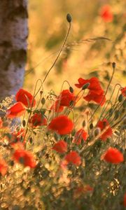 Preview wallpaper poppies, ears, summer, blurring