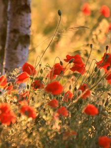 Preview wallpaper poppies, ears, summer, blurring