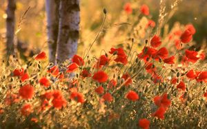 Preview wallpaper poppies, ears, summer, blurring