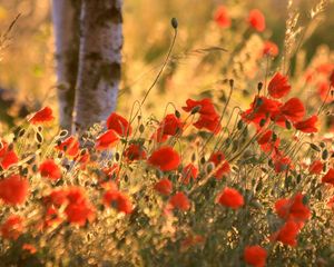 Preview wallpaper poppies, ears, summer, blurring