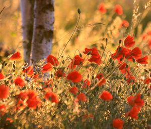 Preview wallpaper poppies, ears, summer, blurring