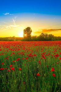 Preview wallpaper poppies, field, bloom, sunset, clouds