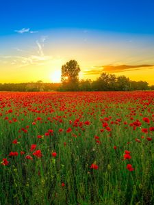 Preview wallpaper poppies, field, bloom, sunset, clouds