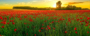 Preview wallpaper poppies, field, bloom, sunset, clouds