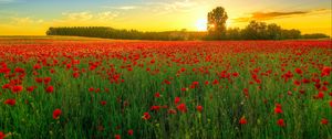 Preview wallpaper poppies, field, bloom, sunset, clouds