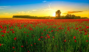 Preview wallpaper poppies, field, bloom, sunset, clouds