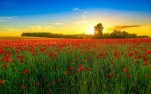 Preview wallpaper poppies, field, bloom, sunset, clouds