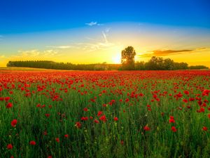 Preview wallpaper poppies, field, bloom, sunset, clouds