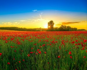 Preview wallpaper poppies, field, bloom, sunset, clouds