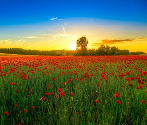 Preview wallpaper poppies, field, bloom, sunset, clouds