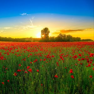 Preview wallpaper poppies, field, bloom, sunset, clouds