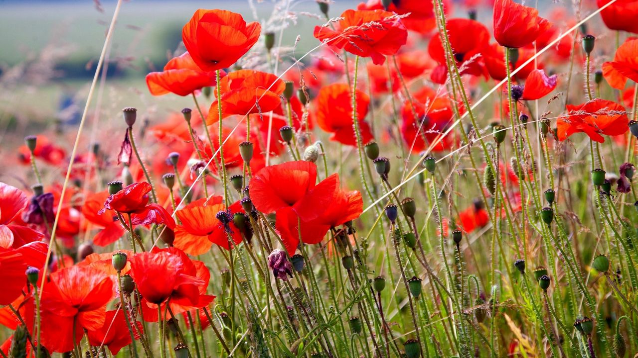 Wallpaper poppies, field, blurriness, summer