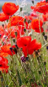 Preview wallpaper poppies, field, blurriness, summer