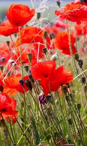 Preview wallpaper poppies, field, blurriness, summer