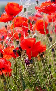 Preview wallpaper poppies, field, blurriness, summer