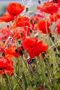 Preview wallpaper poppies, field, blurriness, summer