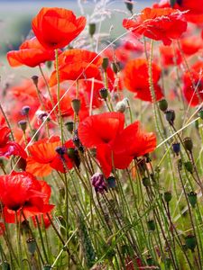 Preview wallpaper poppies, field, blurriness, summer