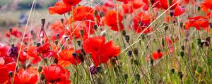 Preview wallpaper poppies, field, blurriness, summer