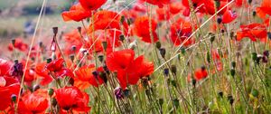 Preview wallpaper poppies, field, blurriness, summer