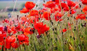 Preview wallpaper poppies, field, blurriness, summer