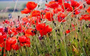 Preview wallpaper poppies, field, blurriness, summer