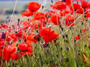 Preview wallpaper poppies, field, blurriness, summer