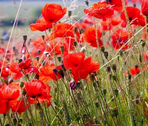 Preview wallpaper poppies, field, blurriness, summer