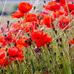 Preview wallpaper poppies, field, blurriness, summer