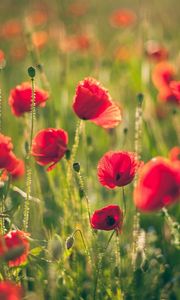 Preview wallpaper poppies, field, blurring, summer, sunny