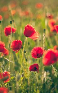 Preview wallpaper poppies, field, blurring, summer, sunny