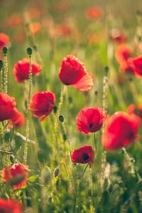 Preview wallpaper poppies, field, blurring, summer, sunny