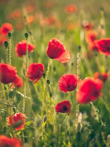 Preview wallpaper poppies, field, blurring, summer, sunny