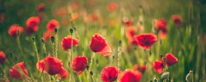 Preview wallpaper poppies, field, blurring, summer, sunny