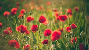 Preview wallpaper poppies, field, blurring, summer, sunny