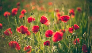 Preview wallpaper poppies, field, blurring, summer, sunny