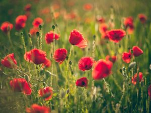 Preview wallpaper poppies, field, blurring, summer, sunny