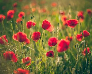 Preview wallpaper poppies, field, blurring, summer, sunny