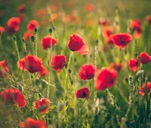 Preview wallpaper poppies, field, blurring, summer, sunny