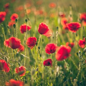 Preview wallpaper poppies, field, blurring, summer, sunny