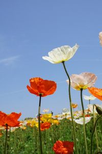 Preview wallpaper poppies, field, different, sky, nature