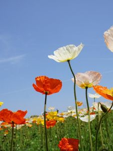 Preview wallpaper poppies, field, different, sky, nature