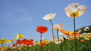 Preview wallpaper poppies, field, different, sky, nature