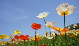 Preview wallpaper poppies, field, different, sky, nature