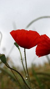 Preview wallpaper poppies, field, drops, overcast