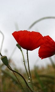 Preview wallpaper poppies, field, drops, overcast