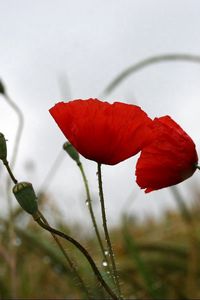 Preview wallpaper poppies, field, drops, overcast