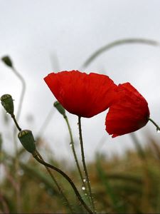 Preview wallpaper poppies, field, drops, overcast