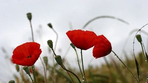 Preview wallpaper poppies, field, drops, overcast