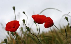 Preview wallpaper poppies, field, drops, overcast