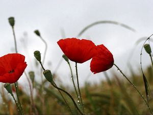 Preview wallpaper poppies, field, drops, overcast